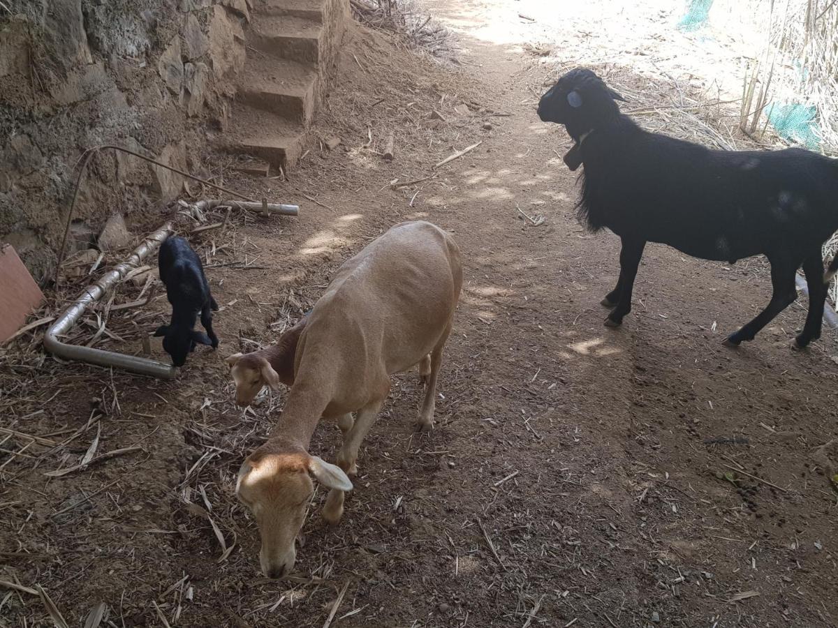 Finca Rural Torres Casas 1 Y 4 Bed & Breakfast Vega de San Mateo Ngoại thất bức ảnh