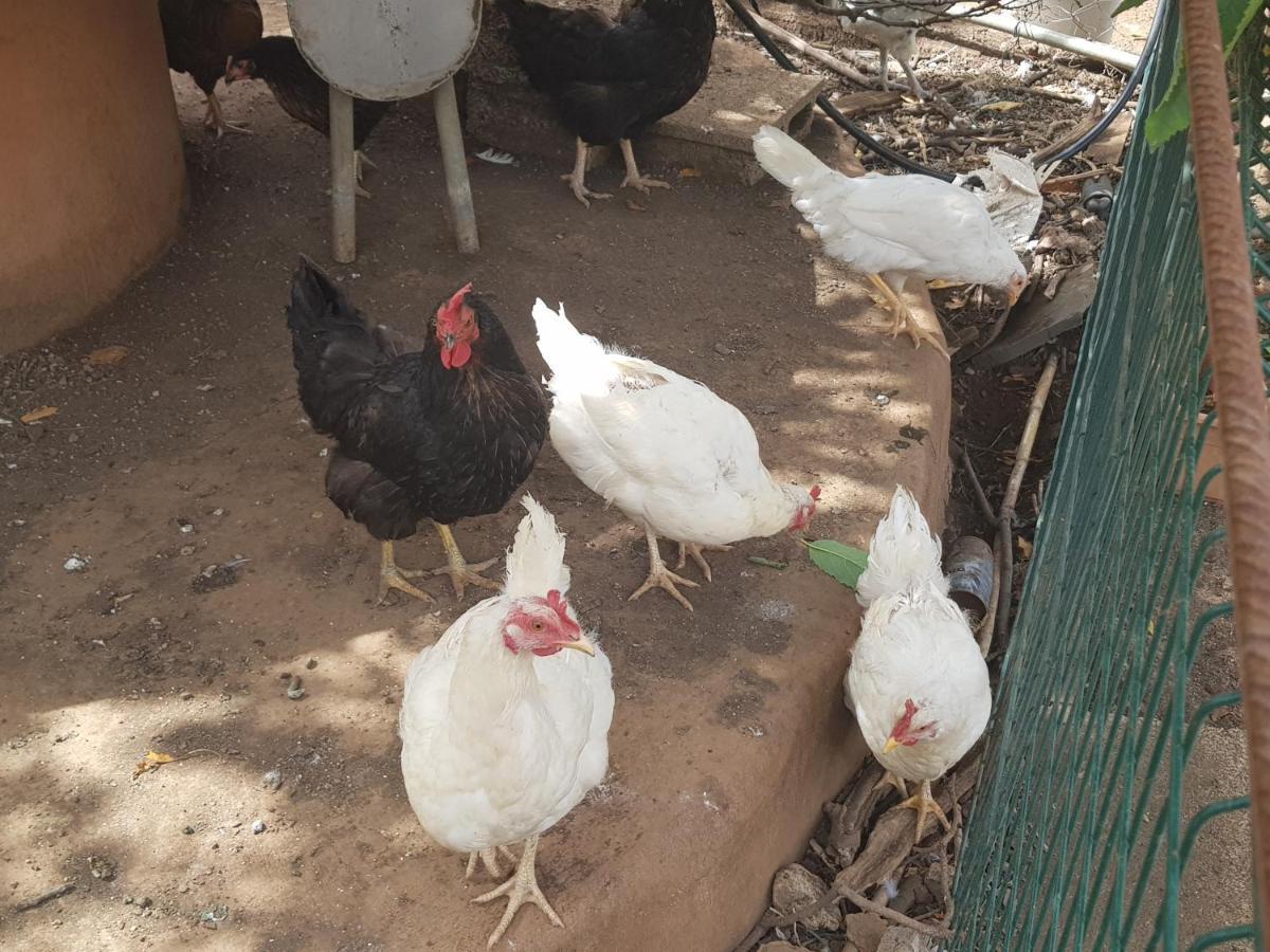 Finca Rural Torres Casas 1 Y 4 Bed & Breakfast Vega de San Mateo Ngoại thất bức ảnh